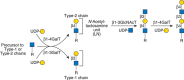 FIGURE 14.2.. Terminal GlcNAc residues are usually galactosylated.