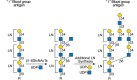 FIGURE 14.3.. Blood group i and I antigen synthesis.