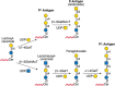 FIGURE 14.7.. Biosynthesis of antigens of the P1PK blood group system: Pk, P, and P1.