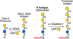 FIGURE 14.8.. Structure and synthesis of the Galα1-3Gal antigen.