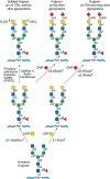 FIGURE 14.9.. Structure and synthesis of N-glycans bearing terminal GalNAc, including those with sulfated-GalNAc found on the pituitary hormones lutropin (LH) and thyrotropin (TSH), but not on follicle-stimulating hormone (FSH).