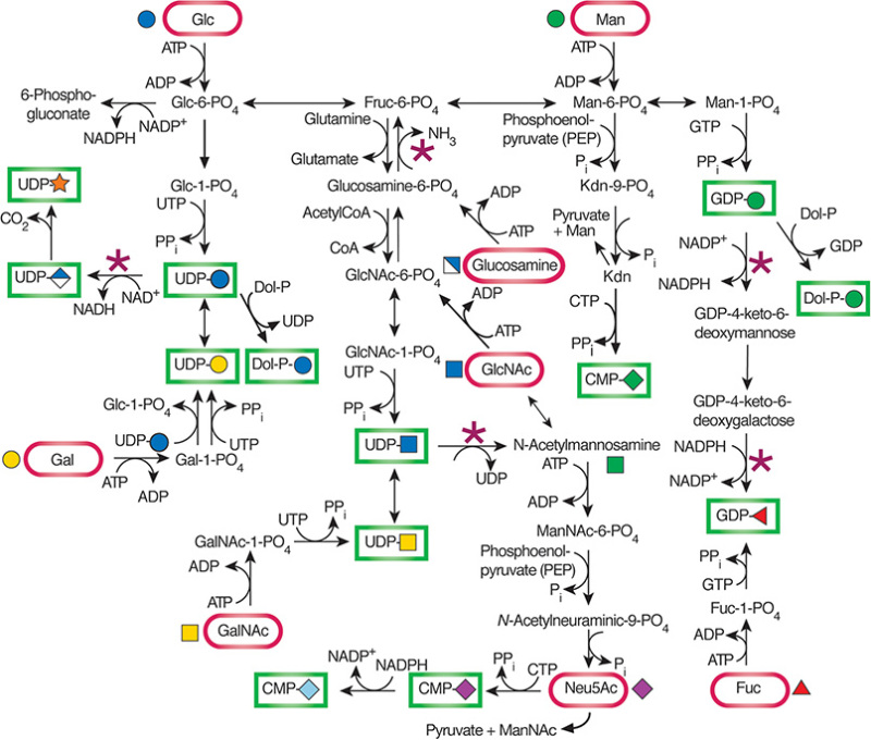 FIGURE 5.1.. Biosynthesis and interconversion of monosaccharides.