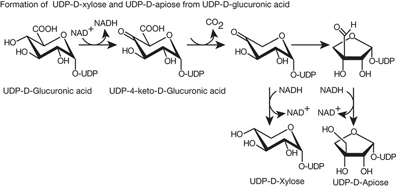 FIGURE 5.2.. Biosynthesis of UDP-xylose and the branched sugar donor UDP-apiose from UDP-GlcA.