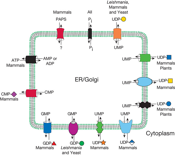 FIGURE 5.4.. Some known transporters for nucleotide sugars, PAPS (3′-phosphoadenosine-5′-phosphosulfate), and ATP are located in the Golgi membranes of mammals, yeast, protozoa, and plants.