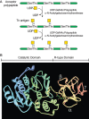 FIGURE 31.5.. Structure and function of UDP-GalNAc:polypeptide α-N-acetylgalactosaminyltransferases (ppGalNAcTs).