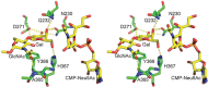 FIGURE 30.6.. Interactions between the donor (CMP-Neu5Ac), acceptor (GlcNAcβ1-4Gal), and protein residues in the active site of ST6Gal1.