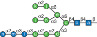 FIGURE 39.1.. Mature N-glycan.