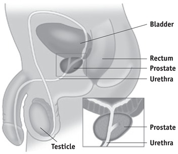What is the prostate?