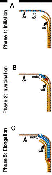 Figure 2. A three phase model for Müllerian duct development.