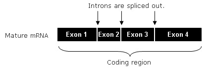 coding region 2