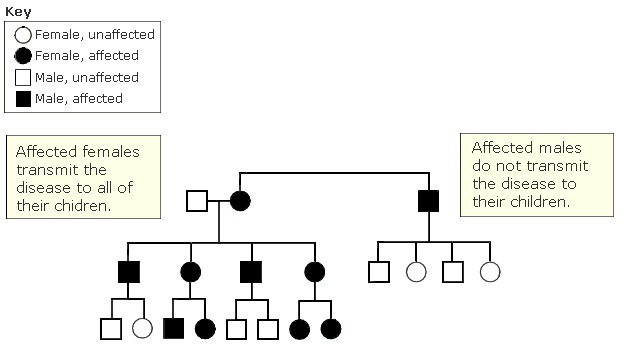 mitochondrial inheritance