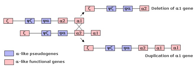 nonallelic homologous recombination