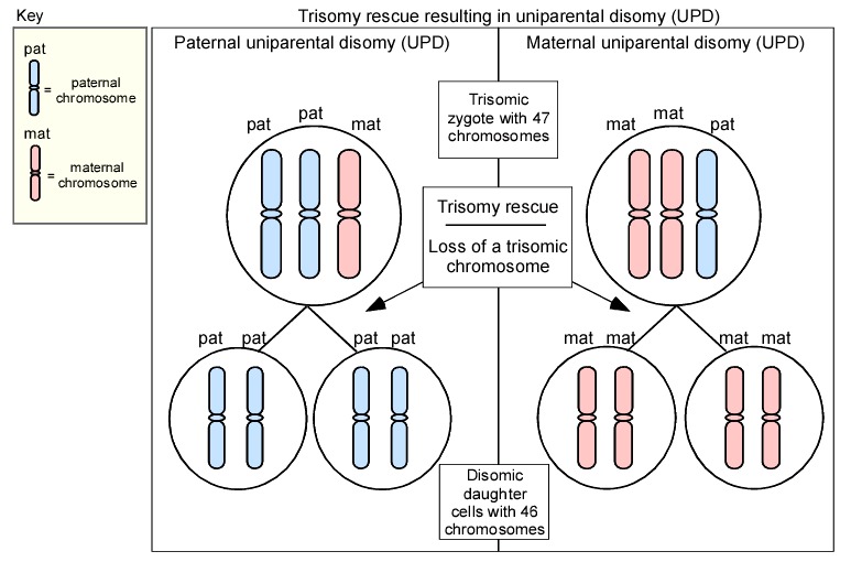 trisomy rescue