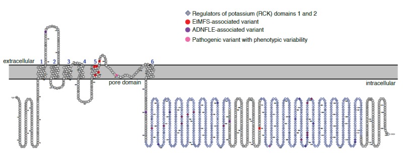 Figure 1. . Pathogenic variants identified in KCNT1-related epilepsy cluster in the S5 transmembrane and the Regulators of Potassium (RCK) domains of the channel protein.
