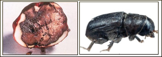 Image pythium_pine_beetle.jpg