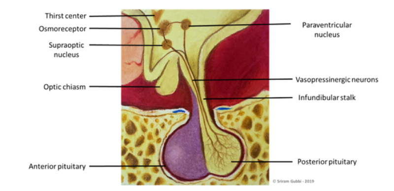 Figure 3. . Anatomy of the pituitary gland and the hypothalamus.