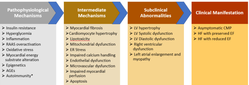 Figure 5. . Pathophysiological mechanisms, subclinical abnormalities, and clinical manifestations of diabetic cardiomyopathy.