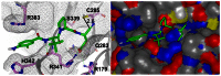 Figure 4. Molecular model (ribbon and space filling) of NCGC-00183434/CID-44620939/ML132 (4) bound to caspase 1.