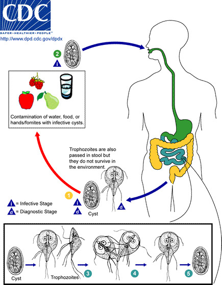 Figure 1. . Life Cycle of Giardia.