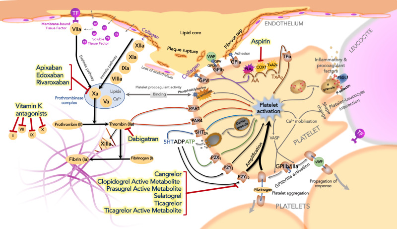 Figure 2. . Pathophysiology of the thrombotic response showing targets for antithrombotic drugs discussed in this chapter.