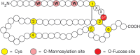 FIGURE 13.4.. Modifications of thrombospondin type-1 repeats (TSRs).