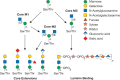 FIGURE 13.5.. Biosynthetic pathway of O-mannose glycans.