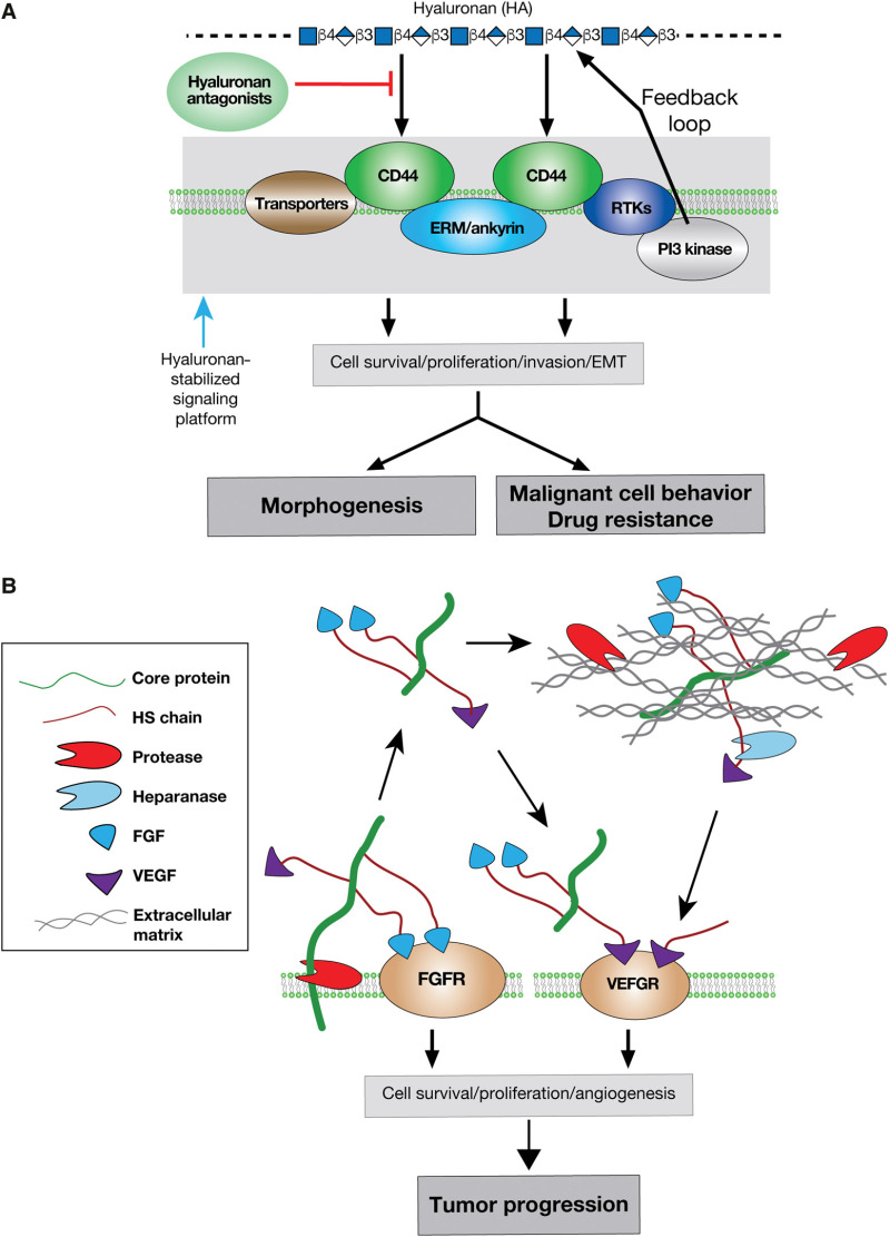 FIGURE 47.5.. Glycosaminoglycans (GAGs) in cancer.