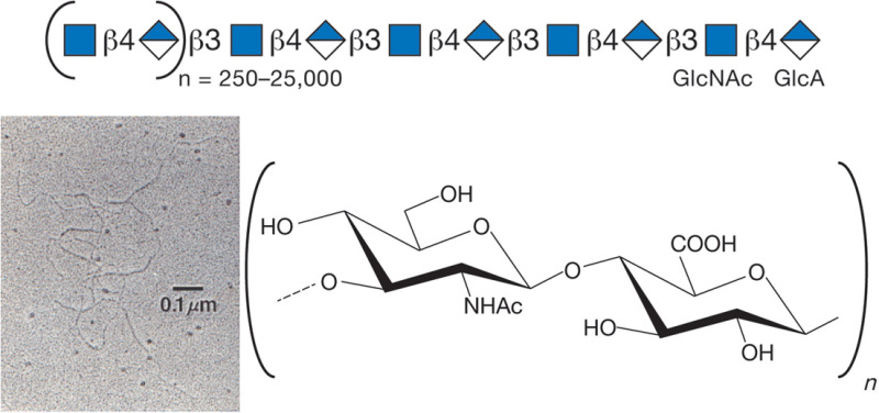 FIGURE 16.1.. Hyaluronan consists of repeating disaccharides composed of N-acetylglucosamine (GlcNAc) and glucuronic acid (GlcA).