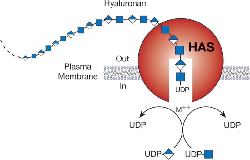 FIGURE 16.2.. Hyaluronan biosynthesis by hyaluronan synthase (HAS) occurs by addition of UDP-sugars (UDP-GlcNAc and UDP-GlcA) to the reducing end of the polymer with release of the anchoring UDP.