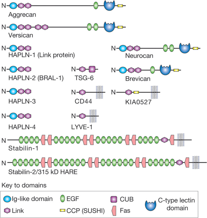 FIGURE 16.3.. Modular organization of the link module superfamily of hyaluronan-binding proteins.