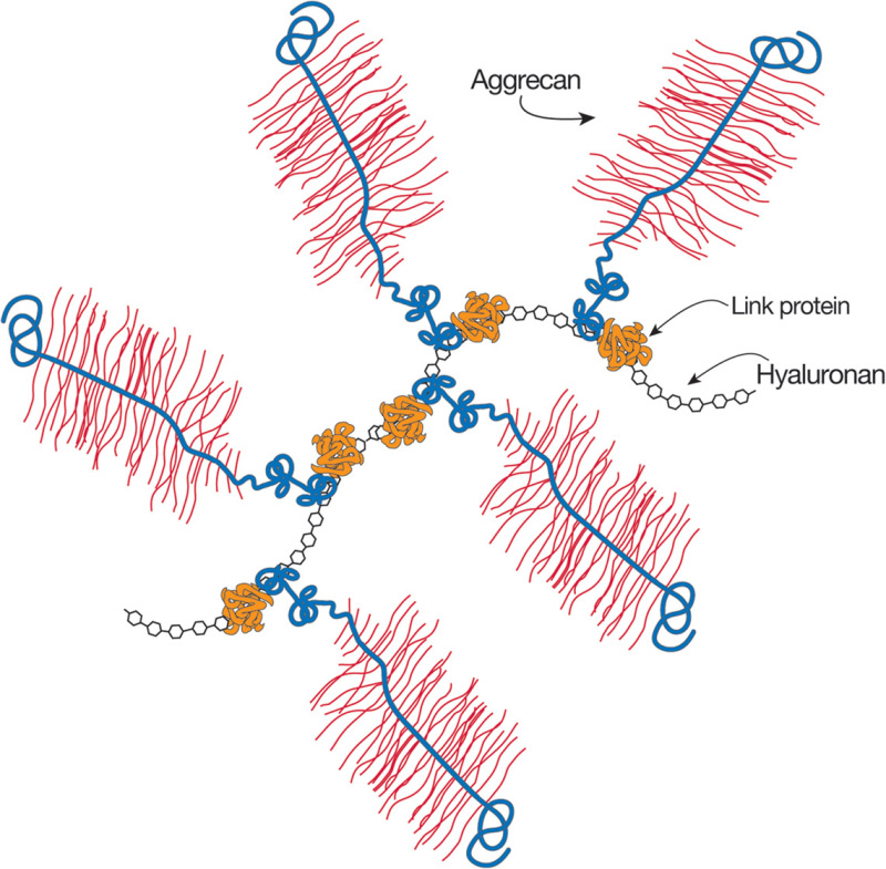 FIGURE 16.4.. The large cartilage chondroitin sulfate (CS) proteoglycan (aggrecan) forms an aggregate with hyaluronan and link protein.