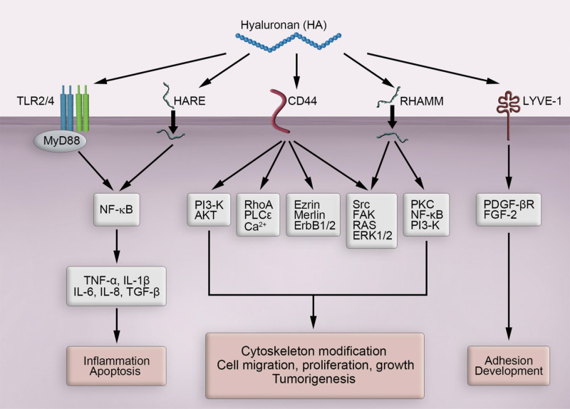 FIGURE 16.6.. Hyaluronan signaling in health and disease.