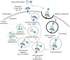 FIGURE 34.4.. Some C-type lectins (CTLs) are endocytic receptors.