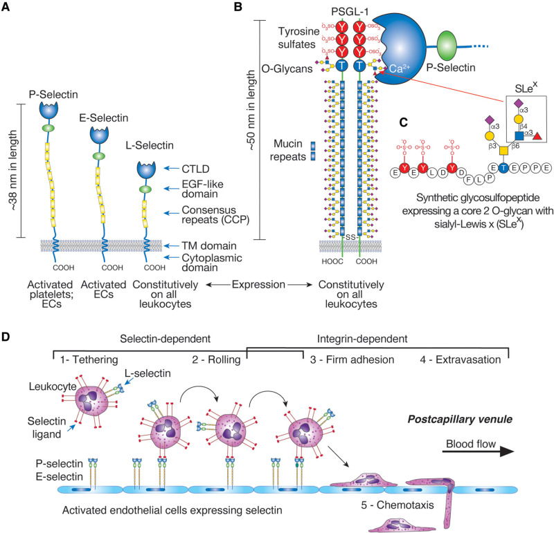 FIGURE 34.6.. Structures and functions of selectins.