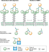 FIGURE 28.4.. Mechanisms of enhanced binding of natural ligands to lectins.