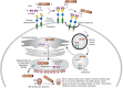 FIGURE 31.3.. Pathway of ricin uptake by cells and mechanism whereby toxic activity of A chain in cytoplasm results in cell death.