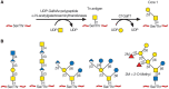 FIGURE 25.4.. Biosynthesis of core-1 O-glycans in Caenorhabditis elegans (A) and some O-glycans proposed to occur in adult worms (B).