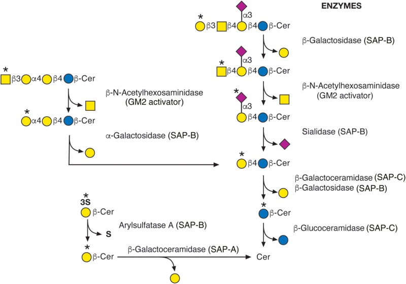 FIGURE 44.4.. Degradation of glycosphingolipids.