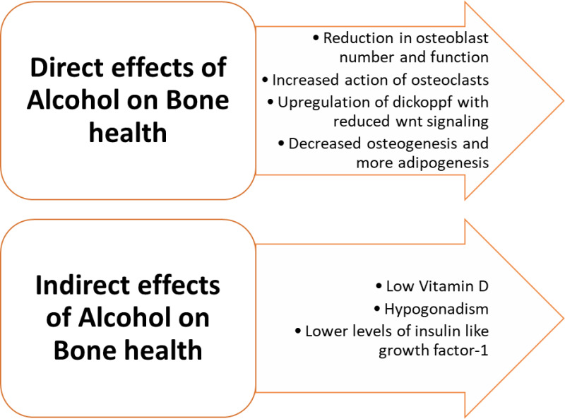 Figure 2. . Impact of chronic alcohol consumption on metabolic bone disease.