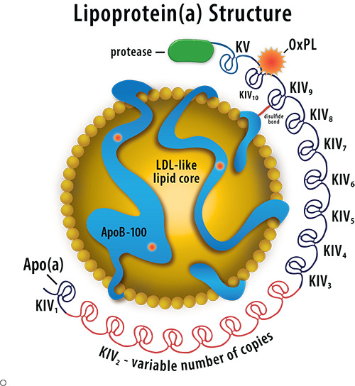 Figure 1. . Structure of lipoprotein(a) (from www.