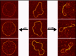 Figure 3. Opposite effects of HU and H-NS on DNA structure.