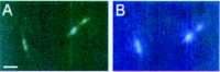 Figure 5. In vivo fluorescence localization of H-NS-GFP (green fluorescent protein) fusion protein (A) and DAPI-stained nucleoids (B) in exponential phase E.