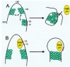 Figure 6. Schematic representation of two mechanisms by which H-NS may cause transcriptional repression.