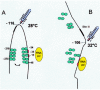 Figure 7. Schematic representation of the S.