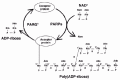 Figure 1. Metabolism of poly(ADP-ribose).