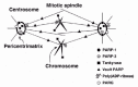 Figure 3. Localization of poly(ADP-ribose) and its metabolizing enzymes in the mitotic apparatus.