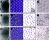 Figure 4. Targeted expression of PARP in the developing eye causes rough-eye phenotype.