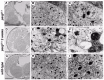 Figure 6. Microscopic and electronmicroscopic analyses of adult brain of Drosophila melanogaster.