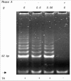 Figure 1. Example of the nonisotopic TRAP assay.