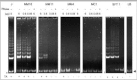 Figure 3. Representative results of nonisotopic TRAP assays for serial dilutions of extracts.